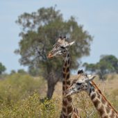  The Serengeti, TZ